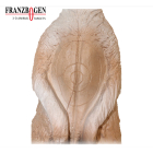 Franzbogen - Erdmännchen